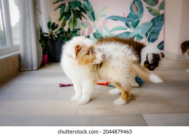 Beautiful Australian Shepherd Puppy At Home. Cute Fluffy Pup Inside. Dog Playing At Home.