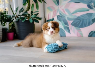 Beautiful Australian Shepherd Puppy At Home. Cute Fluffy Pup Inside. Dog Playing At Home.- KYIV 12.09.2021