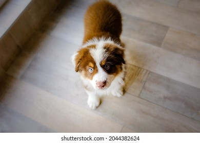 Beautiful Australian Shepherd Puppy Looking Up. Cute Fluffy Pup Inside. Dog Playing At Home.
