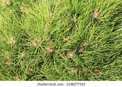 Beautiful Austrian Pine Tree In Sunny April