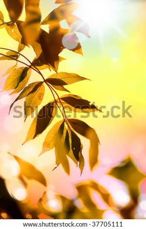 Similar – gegenüber von herbstlichen Blättern