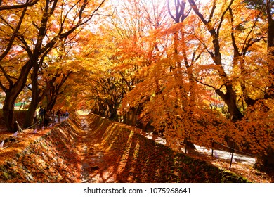 Maple Corridor High Res Stock Images Shutterstock