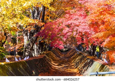 Maple Corridor High Res Stock Images Shutterstock