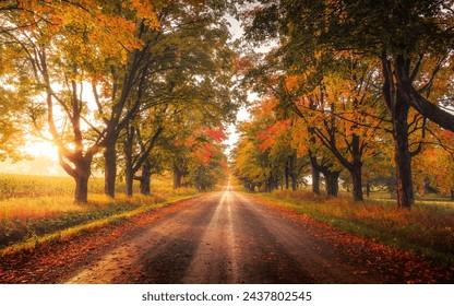 Beautiful autumn colours on large maple tree lined gravel road at sunrise. - Powered by Shutterstock