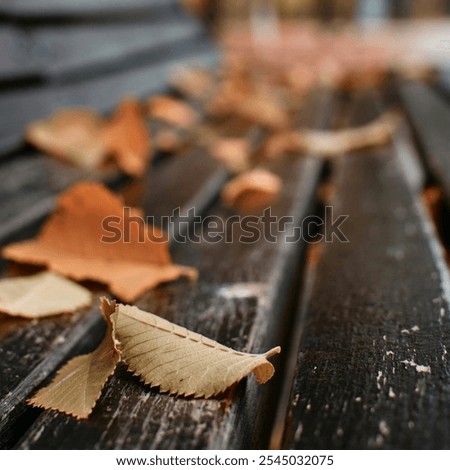 Similar – Schon besetzt Herbst Blatt