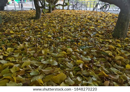 Beautiful autumn covering of fallen yellow leaves beside bike parking on campus of university campus, Dublin, Ireland. Lots of fallen leaves. Fall vibes. Autumn background