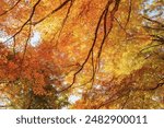 beautiful autumn day, orange color maple in forest, Falling autumn leaves in sunshine day. background, template and wallpaper for season change and vibrant colorful foliage concept