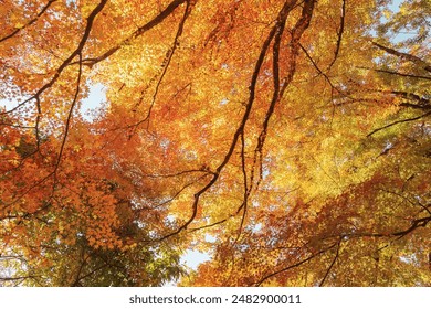 beautiful autumn day, orange color maple in forest, Falling autumn leaves in sunshine day. background, template and wallpaper for season change and vibrant colorful foliage concept - Powered by Shutterstock