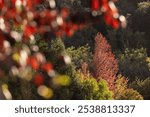 Beautiful autumn fall colors in the San Bernardino mountains of Oak Glen, California, USA.