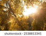 Beautiful autumn fall colors in the San Bernardino mountains of Oak Glen, California, USA.