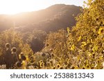 Beautiful autumn fall colors in the San Bernardino mountains of Oak Glen, California, USA.