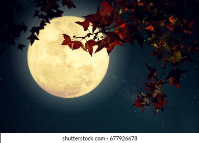 Night autumn at 5 Best