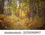 Beautiful autumn forest landscape in Alberta, Canada
