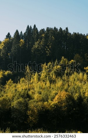 Similar – Image, Stock Photo Majestic tree along the tranquil Jungle riverbank