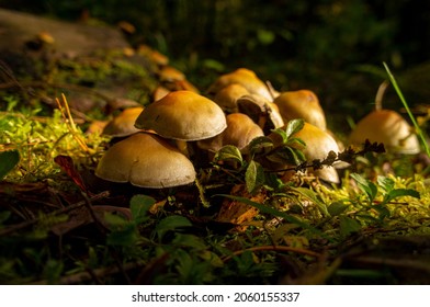 Beautiful Autumn Forest Mushroom In The Forest. Wild Food And Macro Photography Like In A Fairy Tale