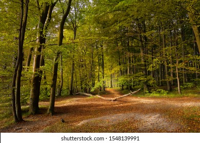 A beautiful autumn forest in the national park on the German Baltic Sea island Ruegen. The foliage is colorful and predominant yellow and ocher. A lot of foliage is on the forest floor.