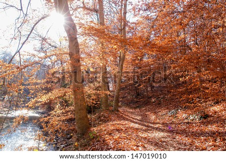Beautiful autumn forest in Rock Creek Park, Washington DC - United States