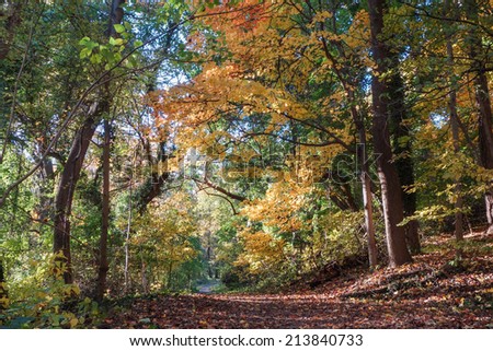 Beautiful Autumn forest in Rock Creek Park, Washington DC - United States 