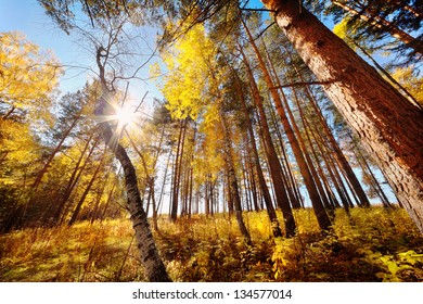 beautiful autumn forest  in a sunny day