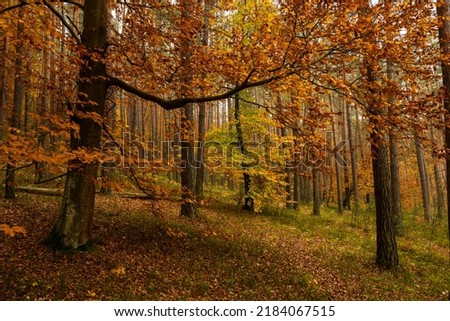 Similar – autumn forest Well-being