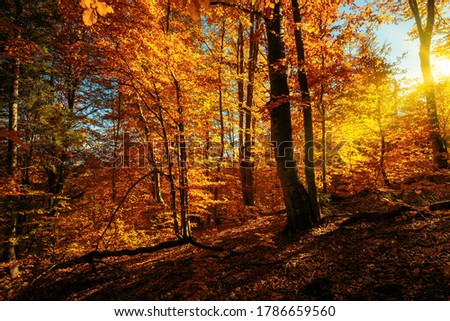 Similar – Image, Stock Photo autumn 2 Environment