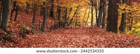 Image, Stock Photo flurry of leaves Nature