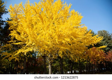 Beautiful Autumn Ginkgo