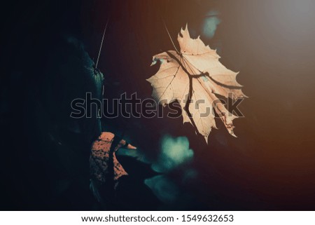 Similar – Image, Stock Photo Close-up of some isolated yellow leaves of rosa rubiginosa with a blurred background of nature