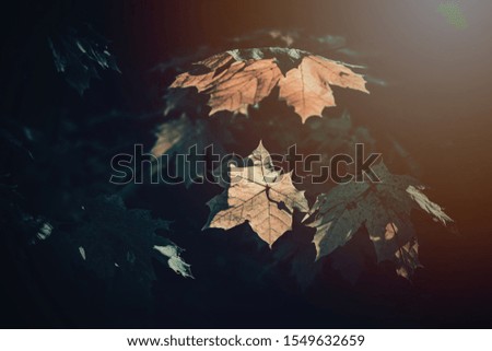 Similar – autumn window Environment