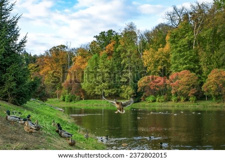 Beautiful autumn landscape with bright trees and a duck taking off on the shore of a pond.