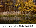 A beautiful autumn landscape by the lake
