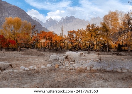 beautiful autumn landscape with colorful trees in the mountains valley of skardu , gilgit baltistan , Pakistan 