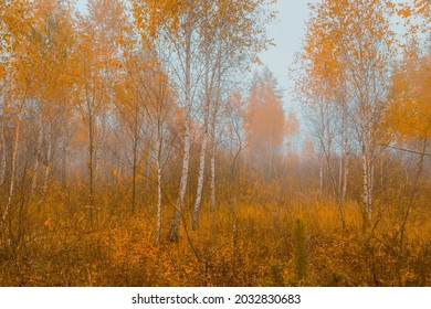 Beautiful autumn landscape. Foggy morning at the scenic golden copse with yellow birch trees. - Shutterstock ID 2032830683