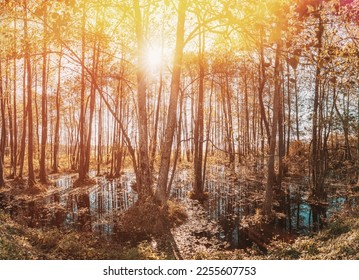 Beautiful Autumn Landscape. Forest Trees Woods Standing In Flood Water After Autumn Rains. Reflection Of Trees Woods In Water Deluge During Flood. Sun Shining During Sunny Sunset - Shutterstock ID 2255607753