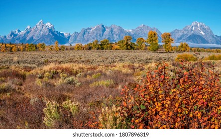 A Beautiful Autumn Landscape In Jackson Hole, Wyoming, With Wildflowers, Sagebrush, Colorful Cottonwood And Aspen Trees, And The Teton Mountain Range In The Background.