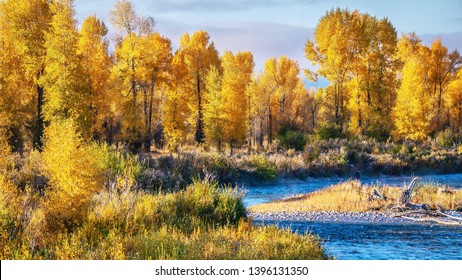 A beautiful autumn landscape scene with a forest of cottonwood trees with vibrant yellow leaf color, beside a vivid blue river in Grand Teton National Park, Jackson Hole, Wyoming. 