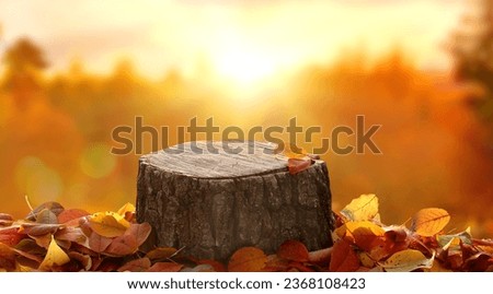 Beautiful autumn landscape with  stump in the forest. Colorful foliage in the park. Falling leaves natural background. Mockup podium for product presentation. 