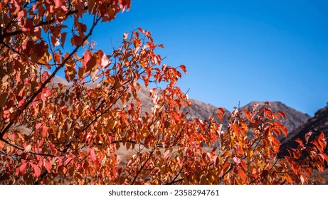 Beautiful autumn landscape with trees. Colorful foliage in the park. Natural background. Autumn coloured trees. - Shutterstock ID 2358294761