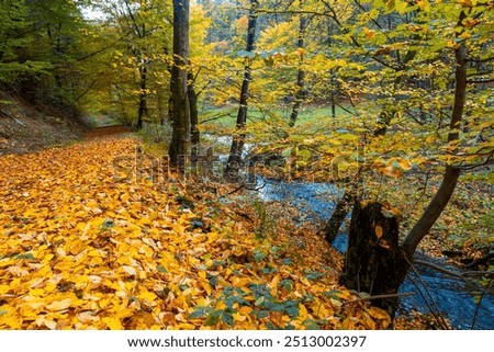 Similar – Image, Stock Photo Autumn colored leaves floating in dark water