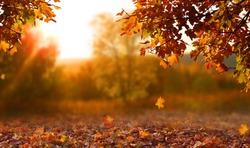 Красивый осенний пейзаж с желтыми деревьями и солнцем. Красочная листва в парке. Падающие листья естественный фон