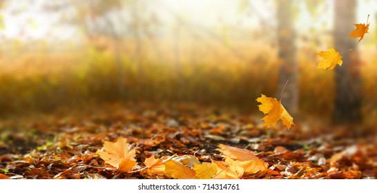 Beautiful autumn landscape with yellow trees and sun. Colorful foliage in the park. Falling leaves natural background 