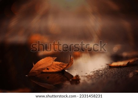 Similar – Image, Stock Photo leaf Nature Plant Autumn