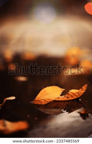 Similar – autumn window Environment