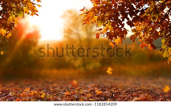 黄色い木と日差しのある美しい秋の風景 公園のカラフルな葉 自然の背景に落ち葉 の写真素材 今すぐ編集