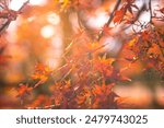 Beautiful autumn landscape.Colorful foliage in autumn.Falling maple leaf seasons.Maple leaves turn yellow, orange, red in autumn at Kyoto,Japan.