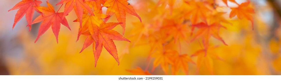 Beautiful autumn landscape.Colorful foliage in autumn.Falling maple leaf seasons.Maple leaves turn yellow, orange, red in autumn. - Shutterstock ID 2199259031