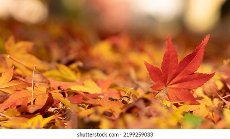 Beautiful autumn landscape.Colorful foliage in autumn.Falling maple leaf seasons.Maple leaves turn yellow, orange, red in autumn. - Shutterstock ID 2199259033