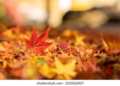 Beautiful autumn landscape.Colorful foliage in autumn.Falling maple leaf seasons.Maple leaves turn yellow, orange, red in autumn. - Shutterstock ID 2210526927