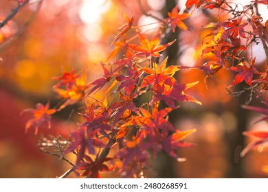 Beautiful autumn landscape.Colorful foliage in autumn.Falling maple leaf seasons.Maple leaves turn yellow, orange, red in autumn at Kyoto,Japan. - Powered by Shutterstock