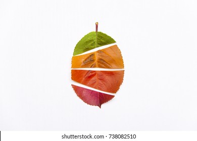 A beautiful autumn leaf divided into four parts of different colour. Yellow, green, orange and red cut tree leaf Isolated on white. Seasons change concept.